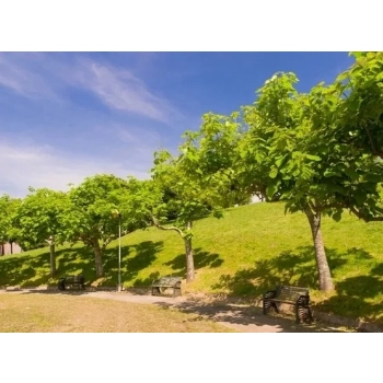 CATALPA KATALPA surmia zwyczajna - sadzonki 100 / 120 cm